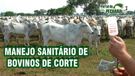 Manejo Sanitário de Bovinos de corte YouTube