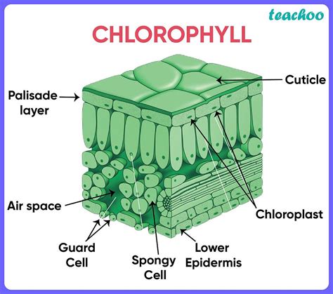 Nutrition In Plants Class 10 Modes Process Teachoo