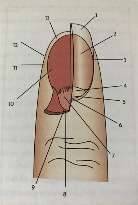 Nail Structure Diagram Quizlet