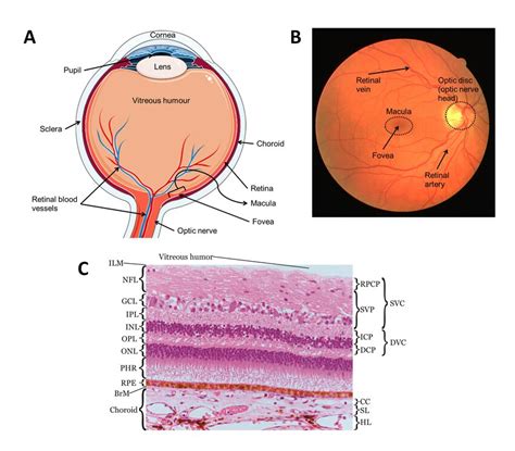 Anatomy of the eye and the retina. (A) The anatomy of the eye. The ...