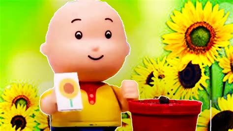 Caillou E O Girassol Caillou Em Portugu S Wildbrain Youtube