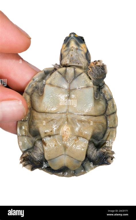 Hatchling Yellow Spotted River Turtle Underside Of A One Month Old