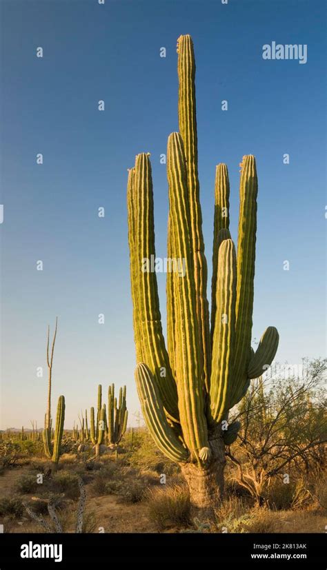 Cirio Cactus Hi Res Stock Photography And Images Alamy