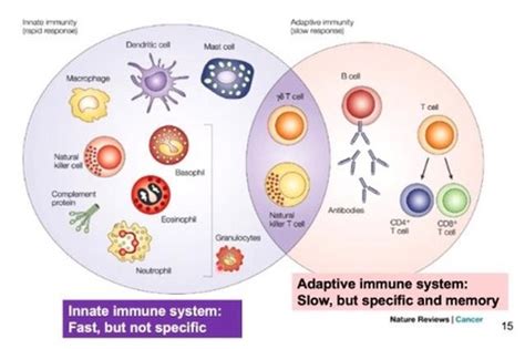 Immunologie 1 12 Flashcards Quizlet