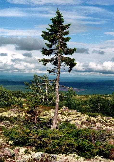 Old Tjikko - Wikipedia