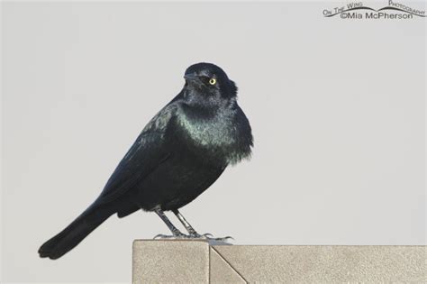 Brewers Blackbird Male On An Interpretive Sign On The Wing Photography