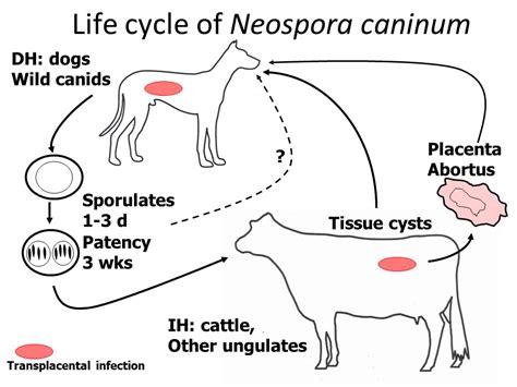 Neospora Caninum Learn About Parasites Western College Of