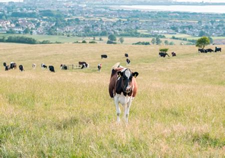 Detectan Caso De Vaca Loca Cl Sico En Escocia