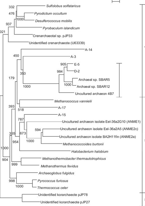 Phylogenetic Tree Of Archaea From Samples Collected Inside The Grotta