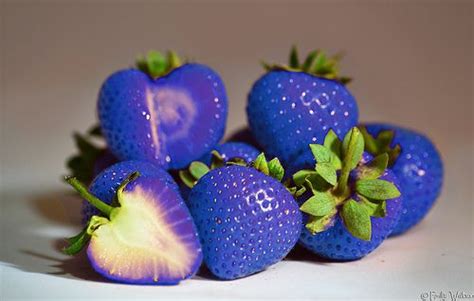 Photography Diploma Project One Colour Blue Strawberries Blue