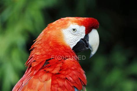 Brazil, Bahia, Itacar, Close-up of red and yellow macaw on blurred background — vitality ...