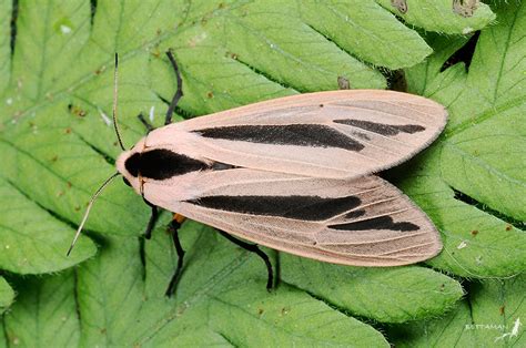 Baphomet Moth Lepidoptera Of The Sunshine Coast · Inaturalist