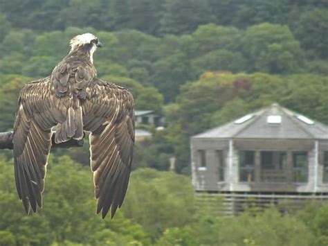 Dyfi Osprey Project Cam Wales 03 09 2018 Monty Marijke B Flickr