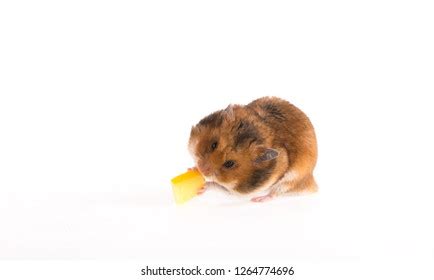 492 Hamster eat cheese Images, Stock Photos & Vectors | Shutterstock