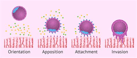 What Are the First Signs & Symptoms of Embryo Implantation?