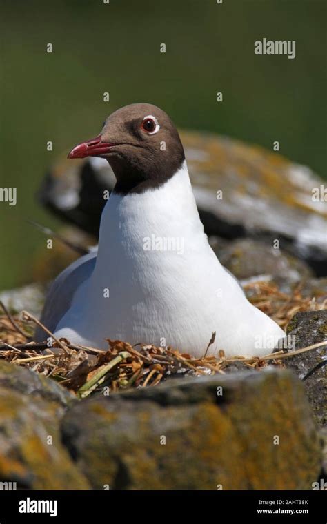 Black Headed Gull Seagull Sat On Nest Uk Stock Photo Alamy