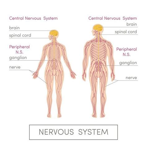 Central Nervous System Definition Function Parts Biology