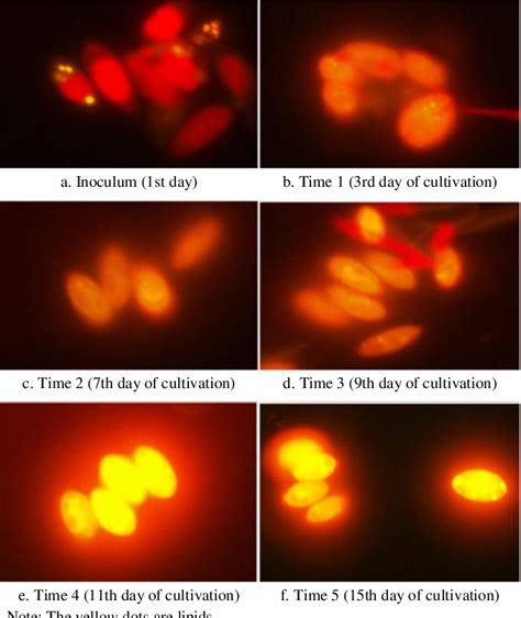 Figure 3 From Comparison Of Lipid Extraction Methods For The Microalgae