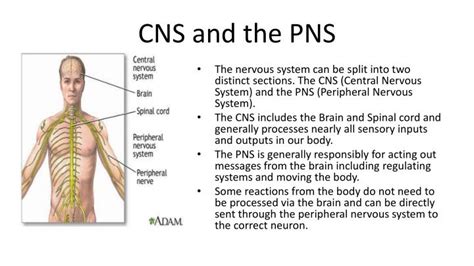 Ppt Neurons And The Nervous System Powerpoint Presentation Id 6333297