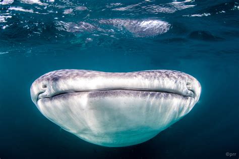 Mexico / Whale Shark Smile