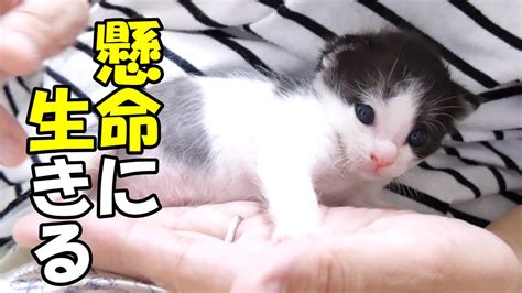 力尽きてしまった子猫の保護。猛暑日に母猫とはぐれてしまう【赤ちゃん猫 保護猫】 Youtube