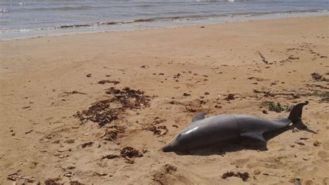 Golfinho Encontrado Morto Em Praia Na Serra Causa Ser Investigada