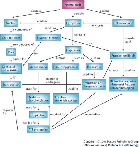 Concept Map Of Cell Cycle