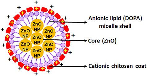 Frontiers A Streamlined Study On Chitosan Zinc Oxide Nanomicelle