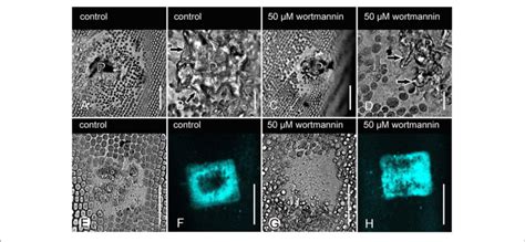 | Effect of wortmannin on wound response in Chara internodal cells.... | Download Scientific Diagram