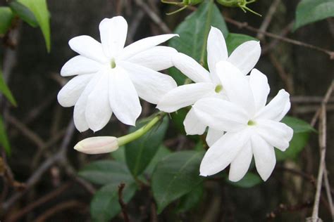 Jasmine Flower Wallpapers - Wallpaper Cave