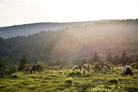 13 Best Mountain Towns in Virginia for Your Next Getaway