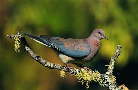 Information on Pet Ringneck Doves | Animals - mom.me