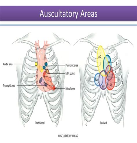 Health Assessment Cardiovascular System Flashcards Quizlet