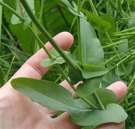 Field Mustard Seed Pods Slender And Long