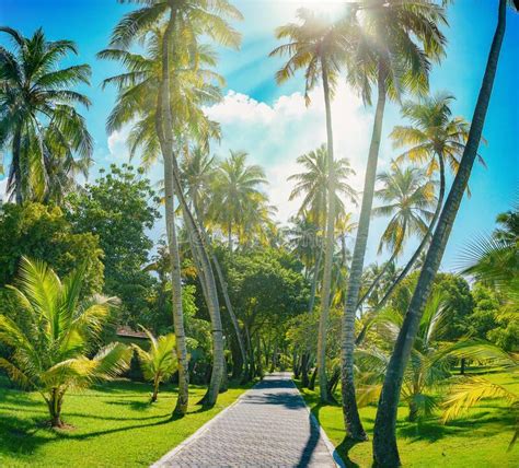 Exotic Park With Walking Path On A Tropical Island Stock Photo Image