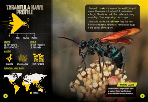 Dung Beetle Vs Tarantula Hawk Bellwether Media Inc