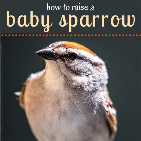 My Experience With Raising a Baby Sparrow - PetHelpful