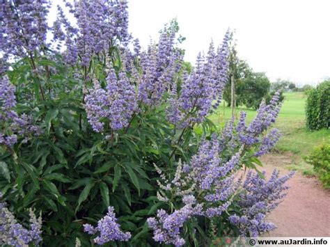 Gattilier Poivre De Moine Vitex Agnus Castus Planter Cultiver