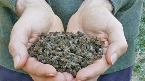 Как трябва да действат пчеларите при отравяне на пчелите | Български Фермер