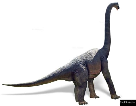 Brachiosaurus - The 4 Kids