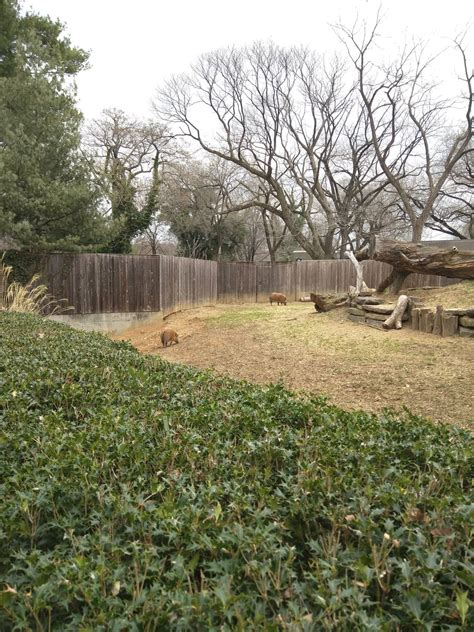 Cheetah Conservation Station - Red River Hog - ZooChat