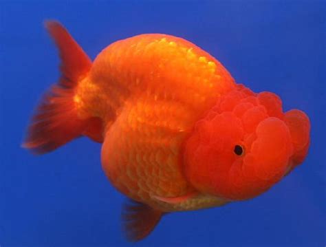 Goldfish Care - Types | Pictures | Diseases and Treatment: Ranchu ...