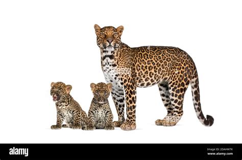 Spotted leopard with her two cubs isolated Stock Photo - Alamy