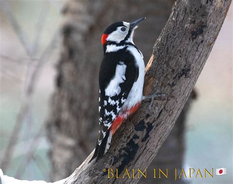 Species of Hokkaido - Birding Paradise - JAPAN DREAMSCAPES