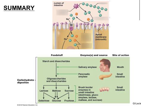 Diagram Of Carbohydrate Digestion Summary Lecture 26 Quizlet