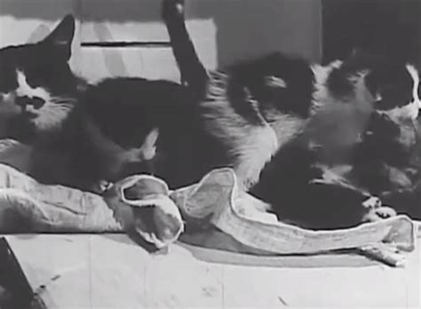 Social Sex Attitudes In Adolescence Cinema Cats