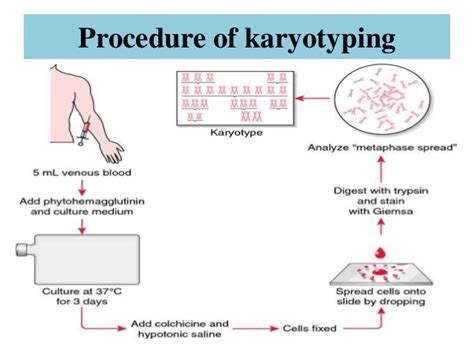 Ppt on karyotyping, chromosome banding and chromosome painting ...