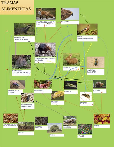 26 Mapa Conceptual De La Mariposa Monarca