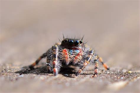 Arachnid Arachnids Spiders Wildlife Photography Arachnids