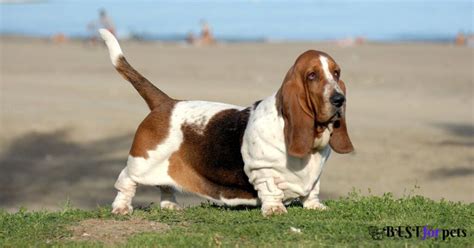 10 Most Barking Dog Breeds In The World - Best For Pets